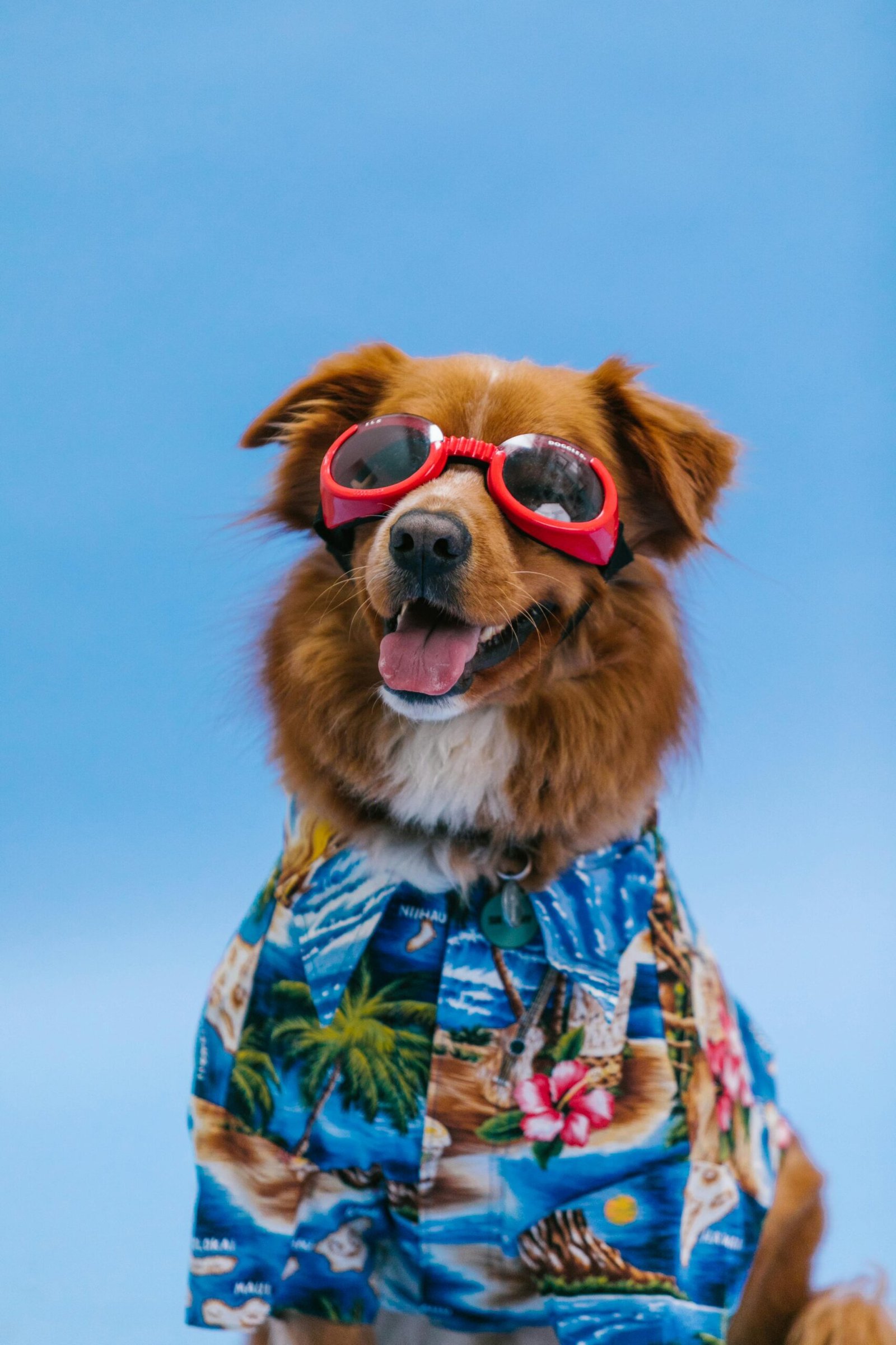 mapawpetsupply